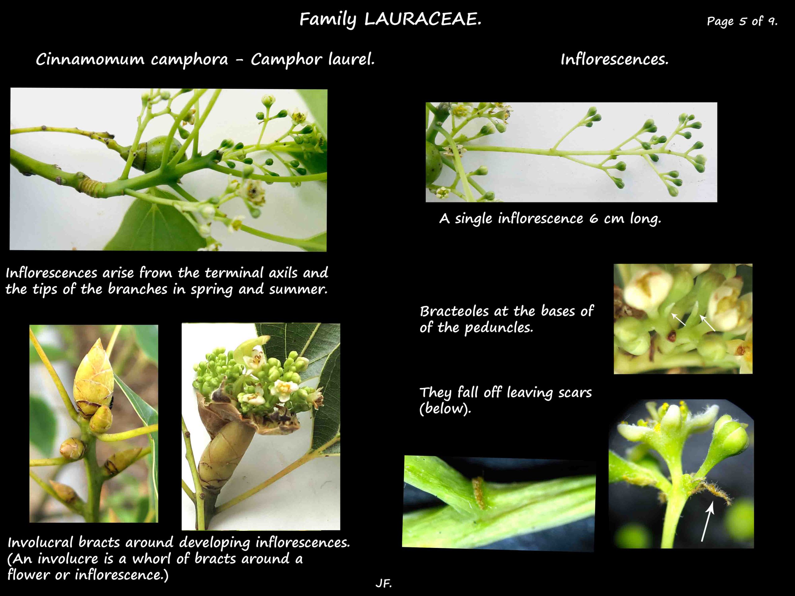 5 Cinnamomum inflorescences